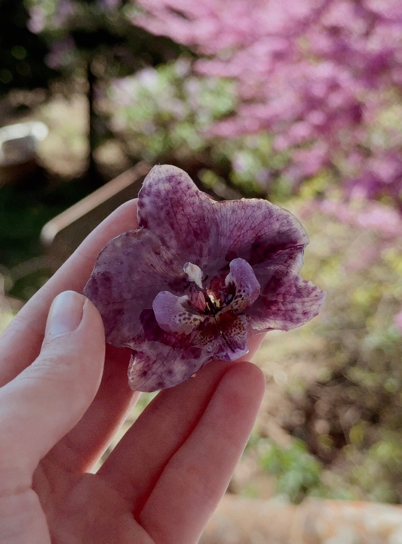 Hoquilla Orchidaceae grande